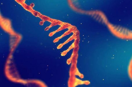 Non solo sappiamo che l’mRNA Pfizer / BioNTech si incorpora nel DNA umano, adesso abbiamo anche i tempi: SEI ORE