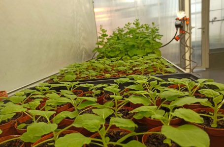 Parente della pianta del tabacco diventa il primo vaccino COVID-19 a base vegetale al mondo approvato per gli adulti canadesi