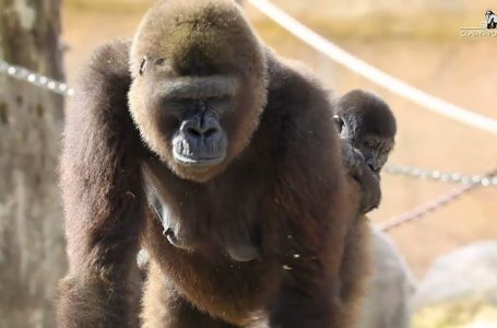 Morta improvvisamente giovane gorilla nello zoo del Texas che ha vaccinato gli animali contro il Covid-19