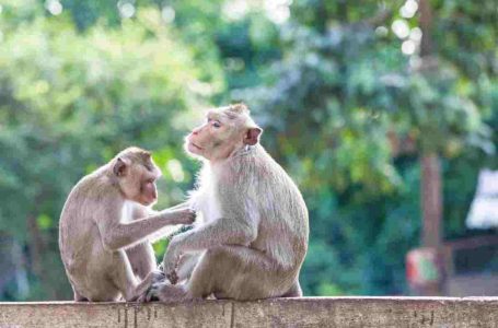 Confermati due nuovi casi di vaiolo delle scimmie a Londra