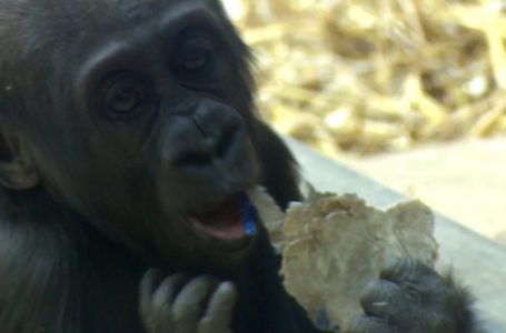 Il giovane gorilla di 6 anni, Kimani, in “condizioni disperate” dopo la diagnosi di cancro, afferma  lo zoo canadese. Gli animali hanno ricevuto la prima dose di vaccino ad aprile