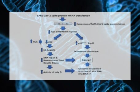 Nuovo studio conferma  l’integrazione nel genoma umano del codice genetico del V. mRNA: LE IMPLICAZIONI