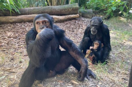 In Australia dove gli animali degli zoo sono stati V. contro il Covid-19,  un’altra morte improvvisa di uno scimpanzé: Holly 34 anni