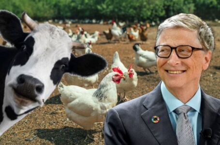Next step: Gates vuole vaccinare o modificare geneticamente bovini e polli. Cosa può andare storto?
