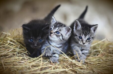 “Virus dell’infertilità per sterilizzare i gatti randagi”: nuova terapia genica che potrebbe funzionare anche…sugli esseri umani